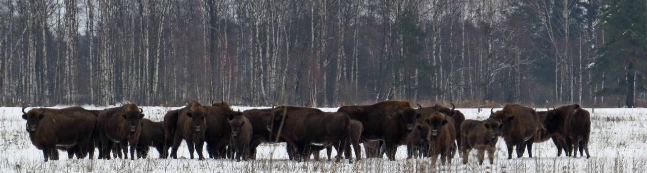 Bialowieza en hiver