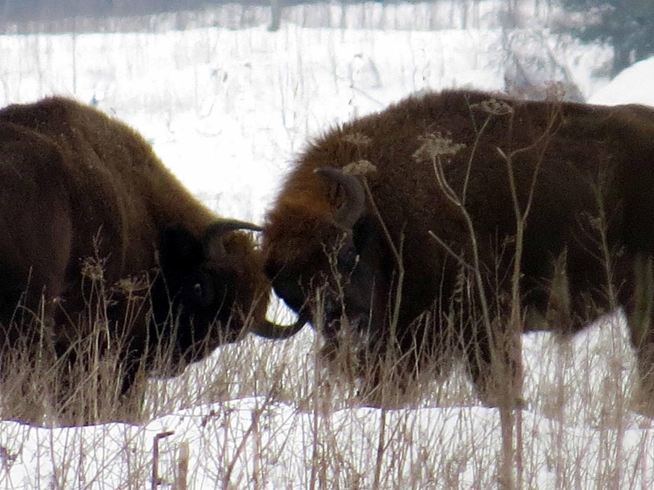 Bialowieza en hiver