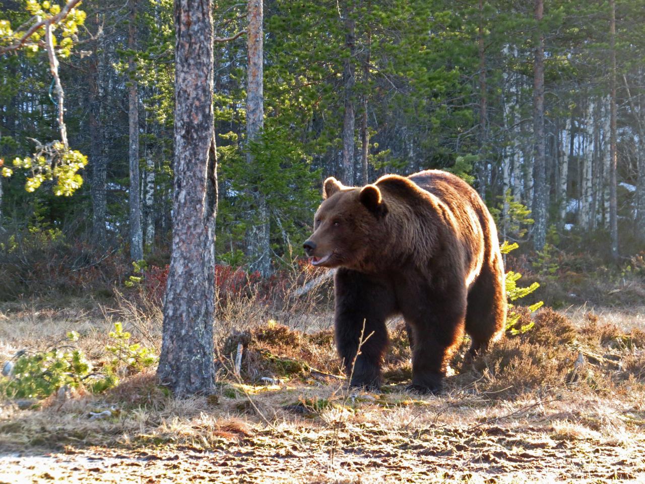 Finlande Carélie