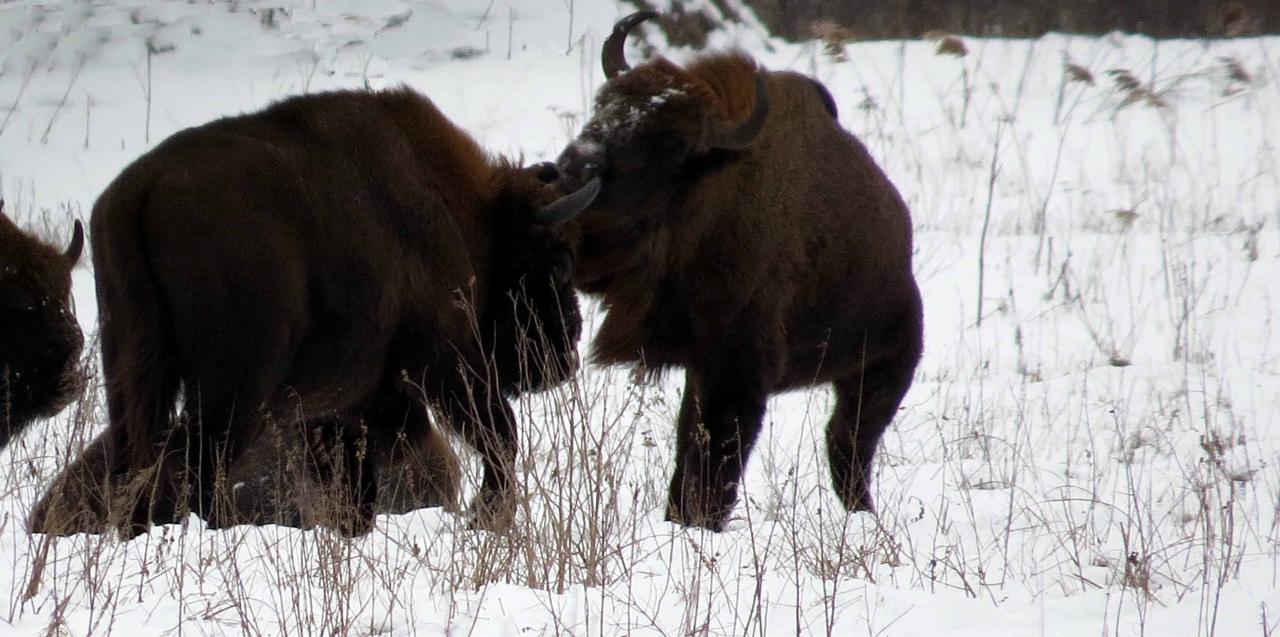 Bialowieza en hiver