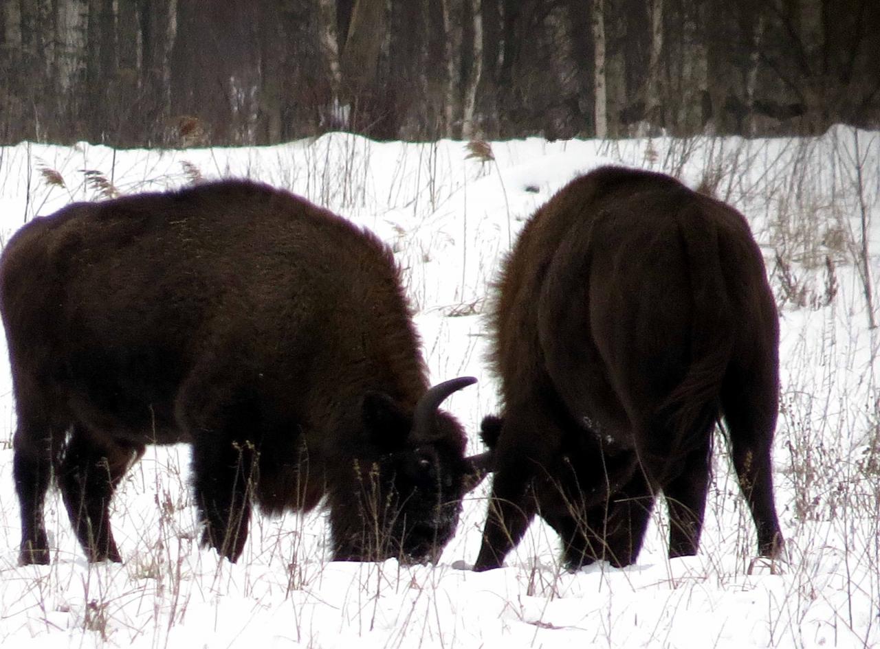 Bialowieza en hiver