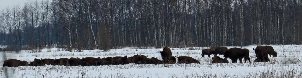 Bialowieza en hiver