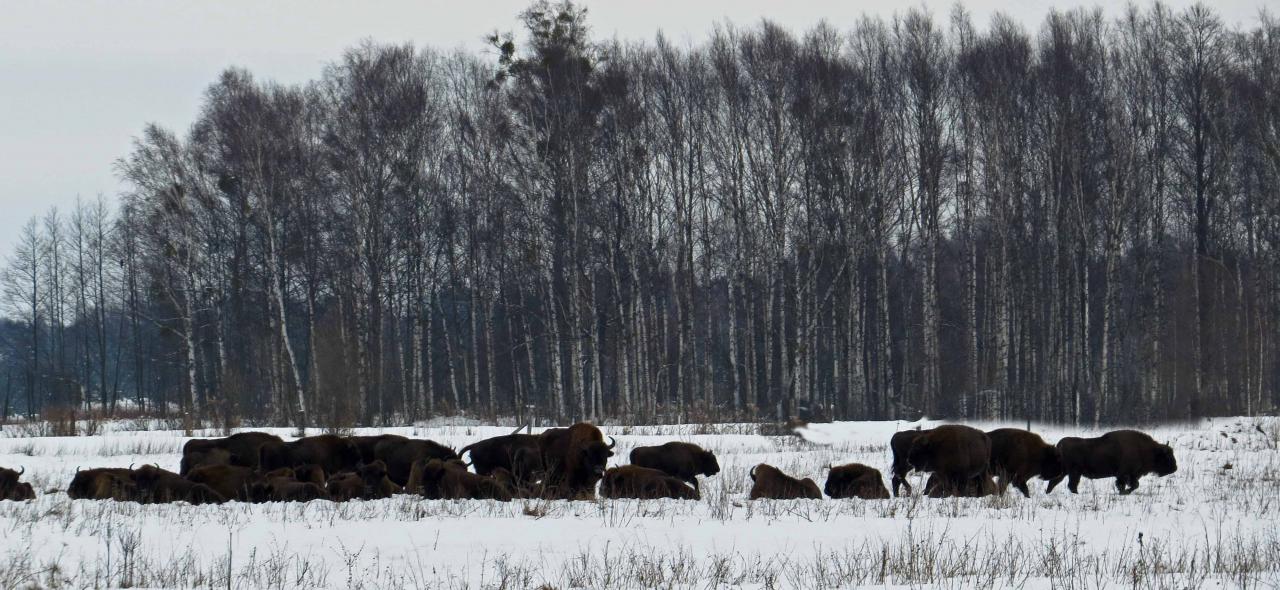 Bialowieza en hiver