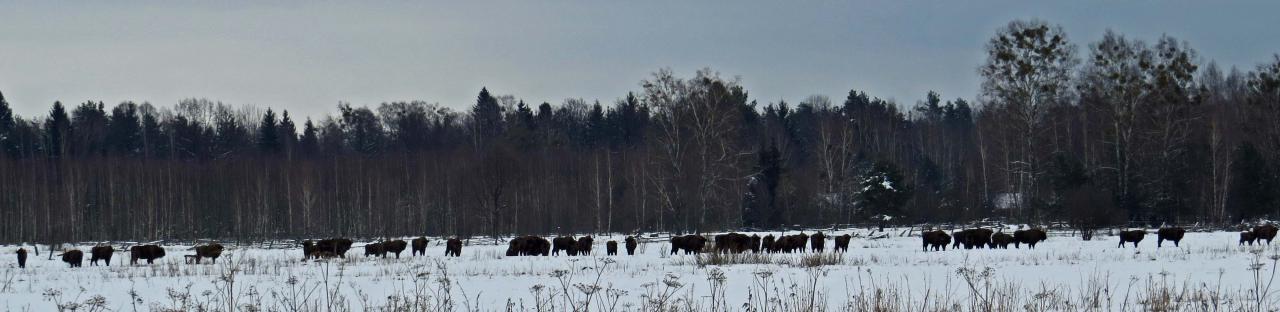 Bialowieza en hiver