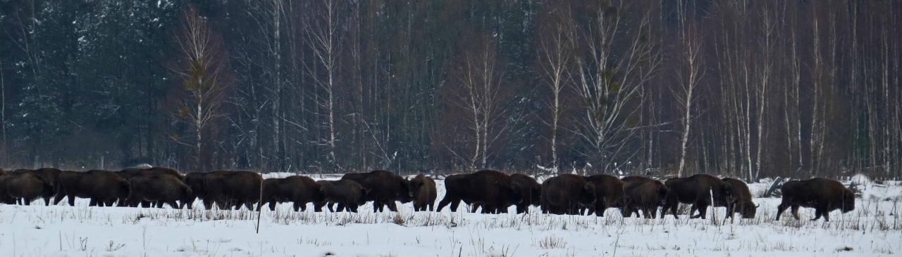 Bialowieza en hiver