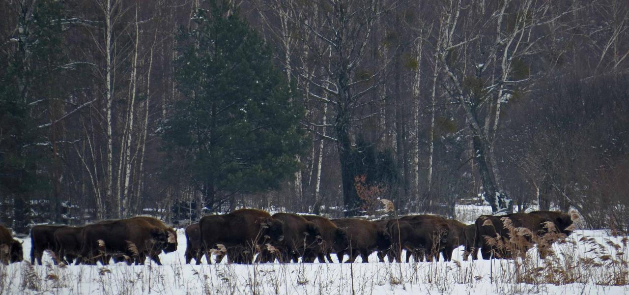 Bialowieza en hiver