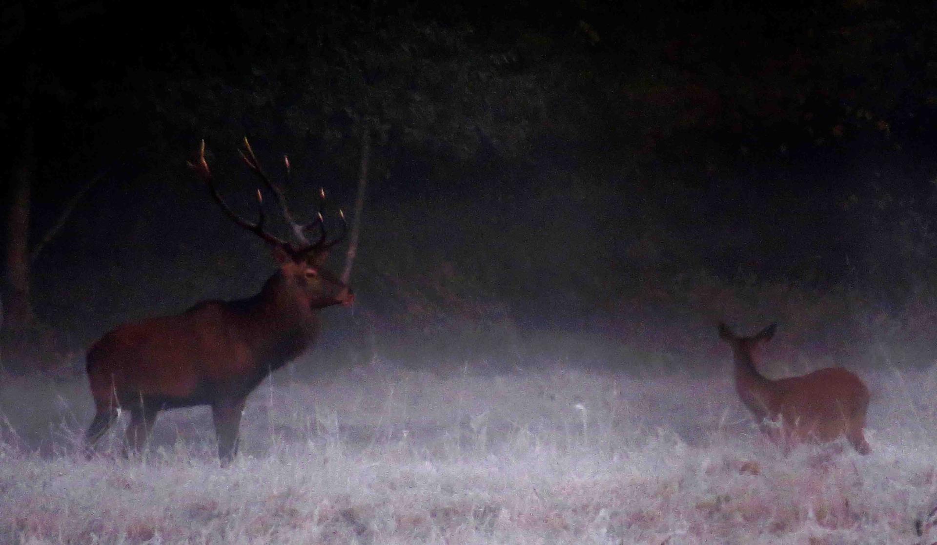 Pologne Bialowieza et Biebrza