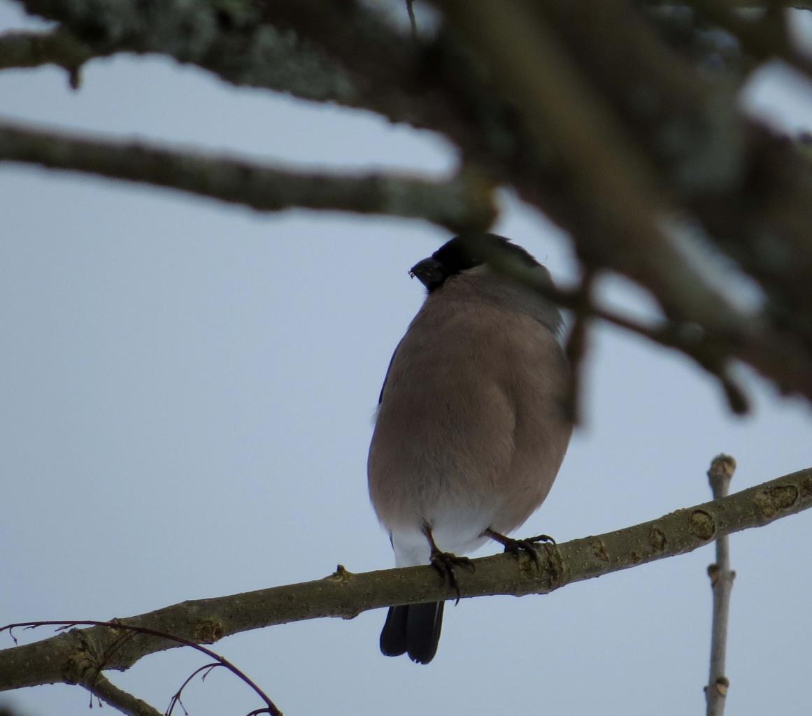 Bialowieza en hiver