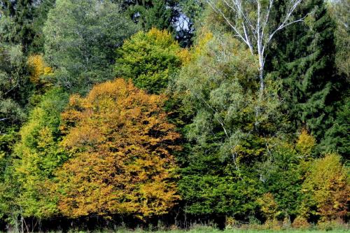 Bialowieza en automne