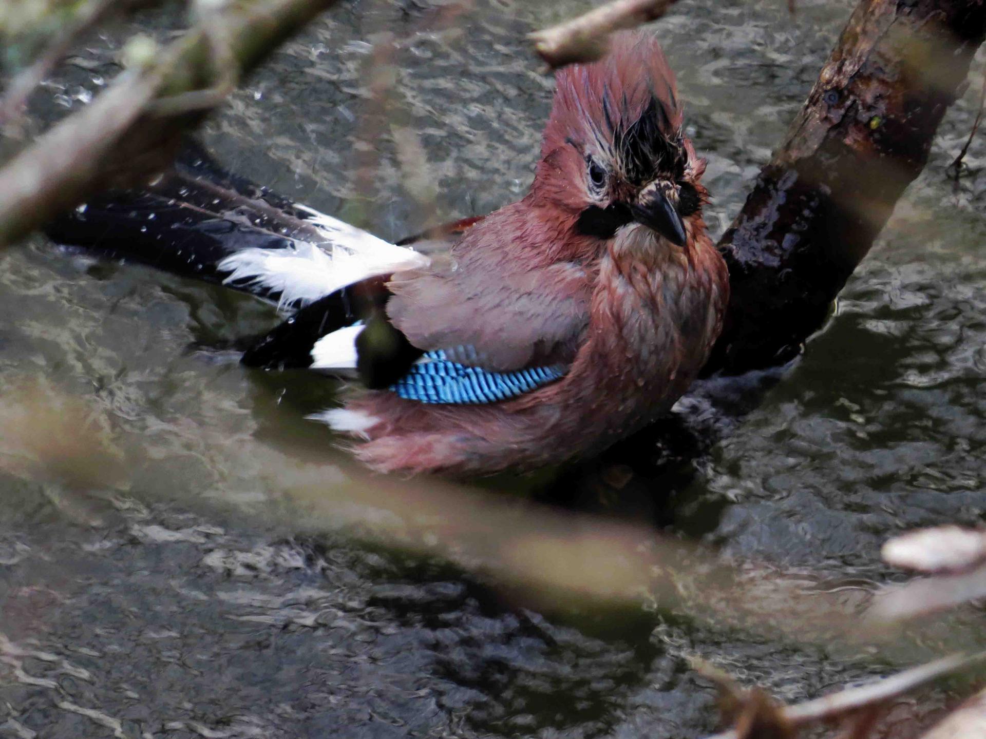 Pologne Bialowieza et Biebrza