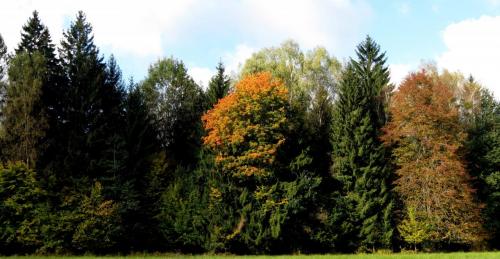 Bialowieza en automne