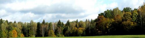 Bialowieza en automne