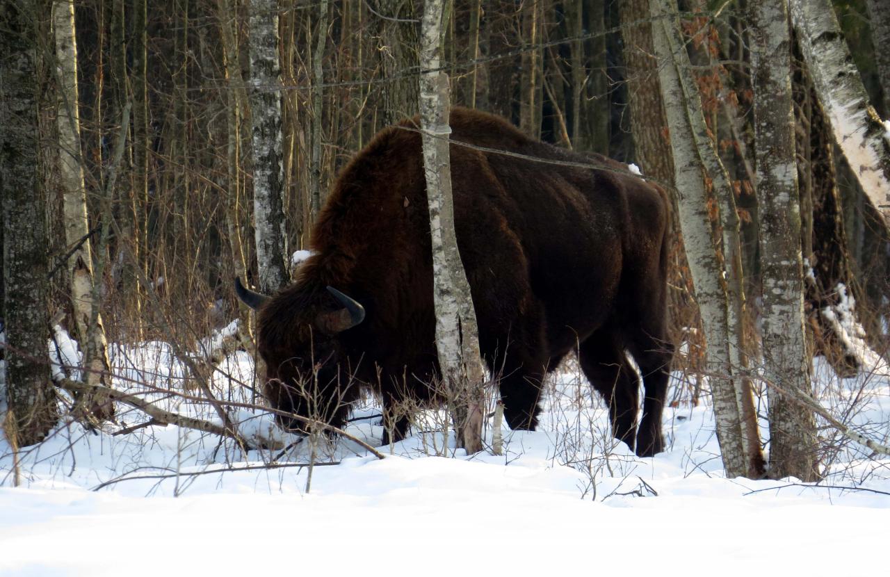 Bialowieza en hiver