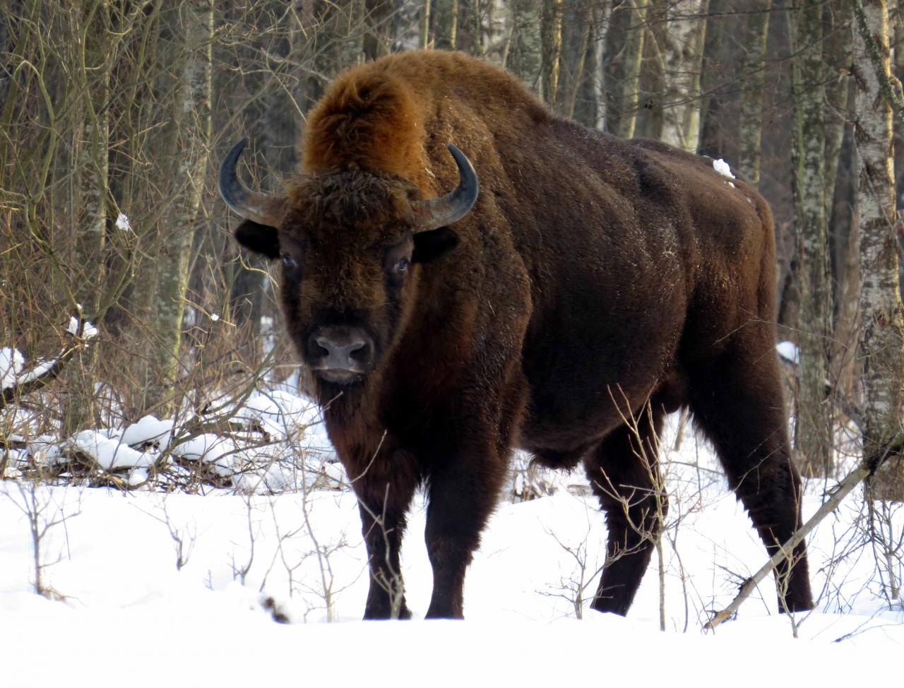 Bialowieza en hiver