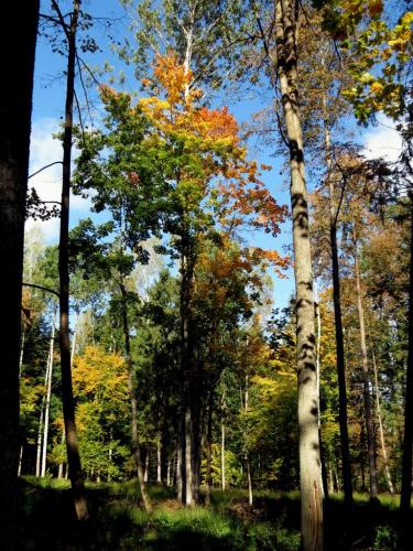 Bialowieza en automne