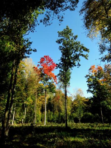 Bialowieza en automne