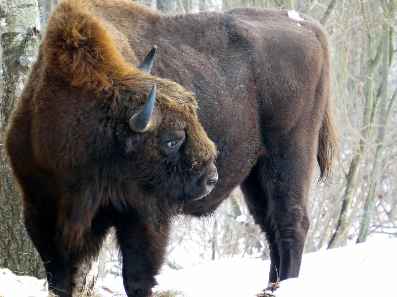 Bialowieza en hiver