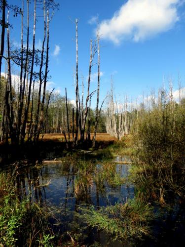 Bialowieza en automne