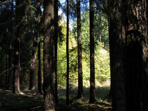 Bialowieza en automne