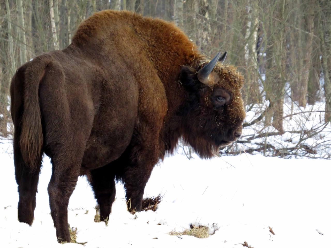 Bialowieza en hiver