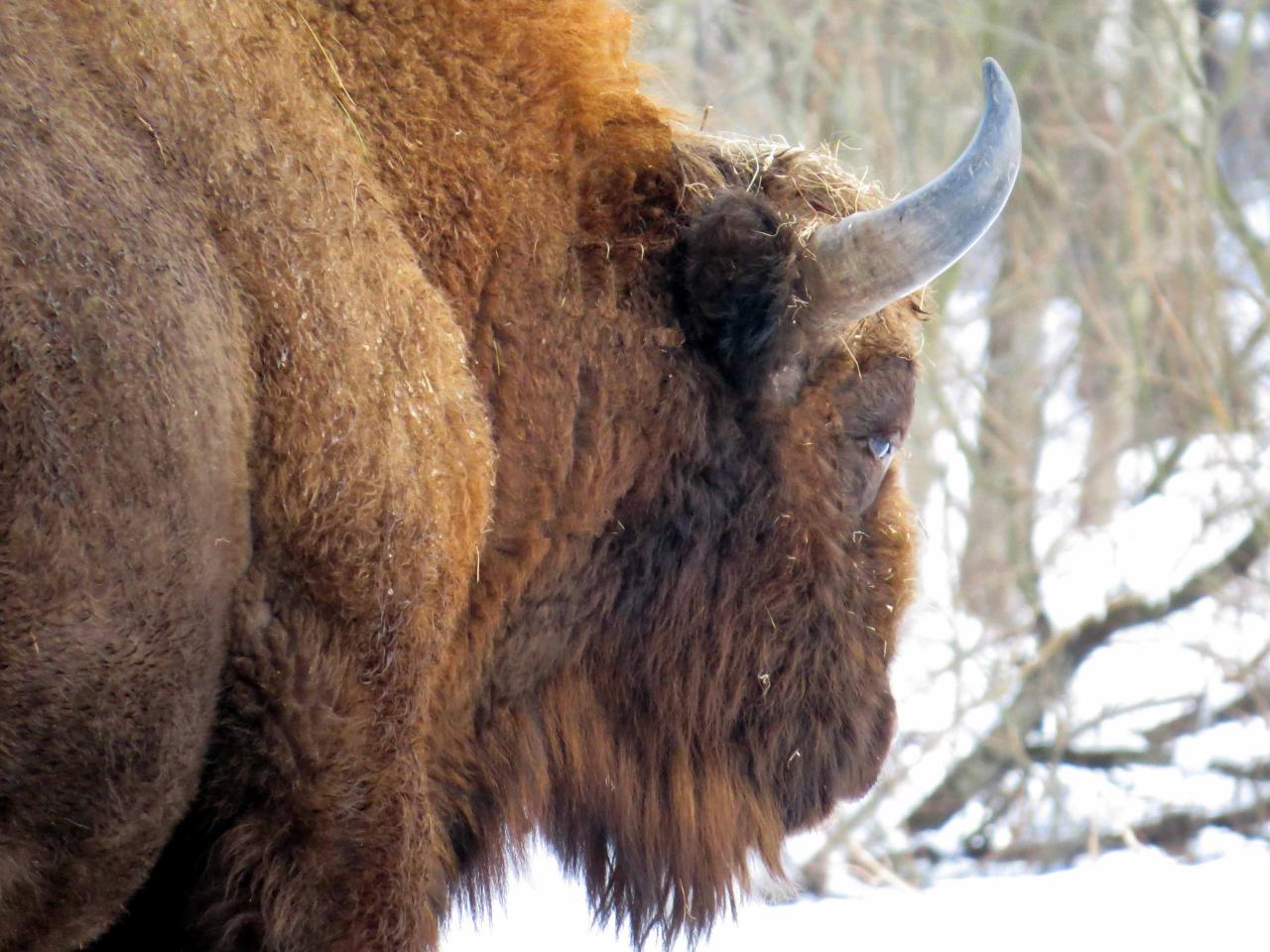 Bialowieza en hiver