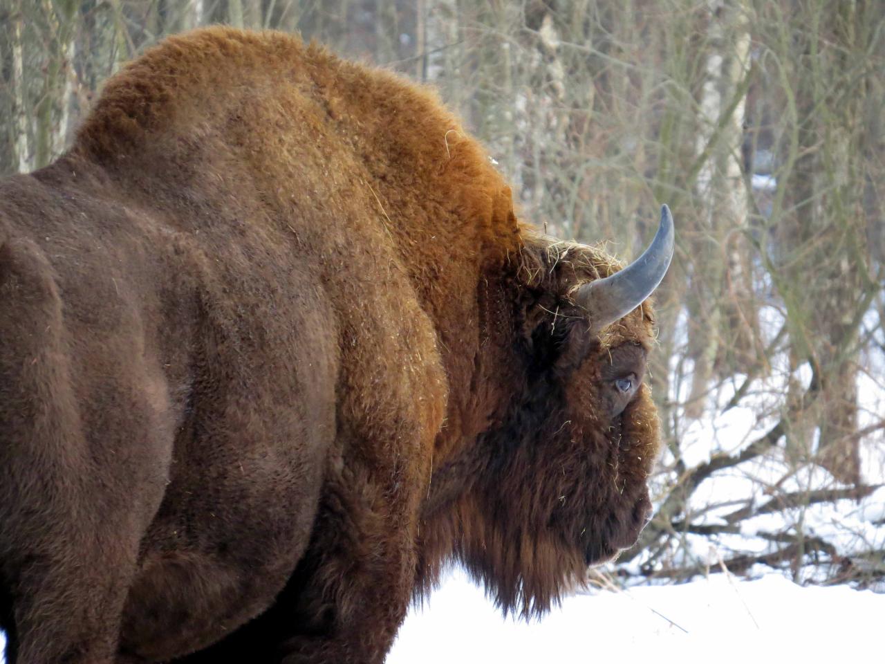 Bialowieza en hiver