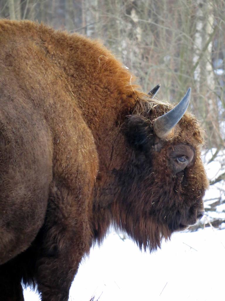 Bialowieza en hiver