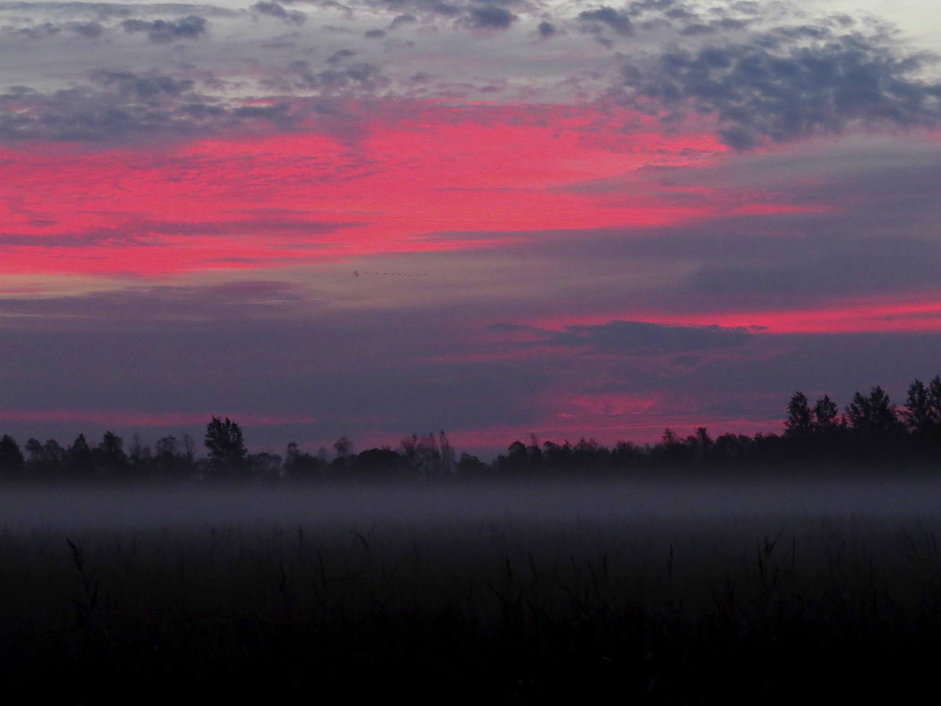 Pologne Bialowieza et Biebrza