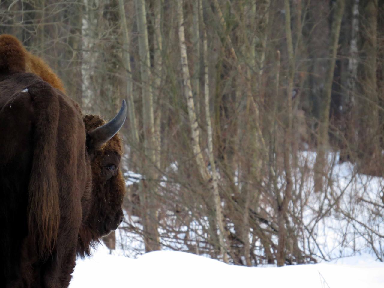 Bialowieza en hiver