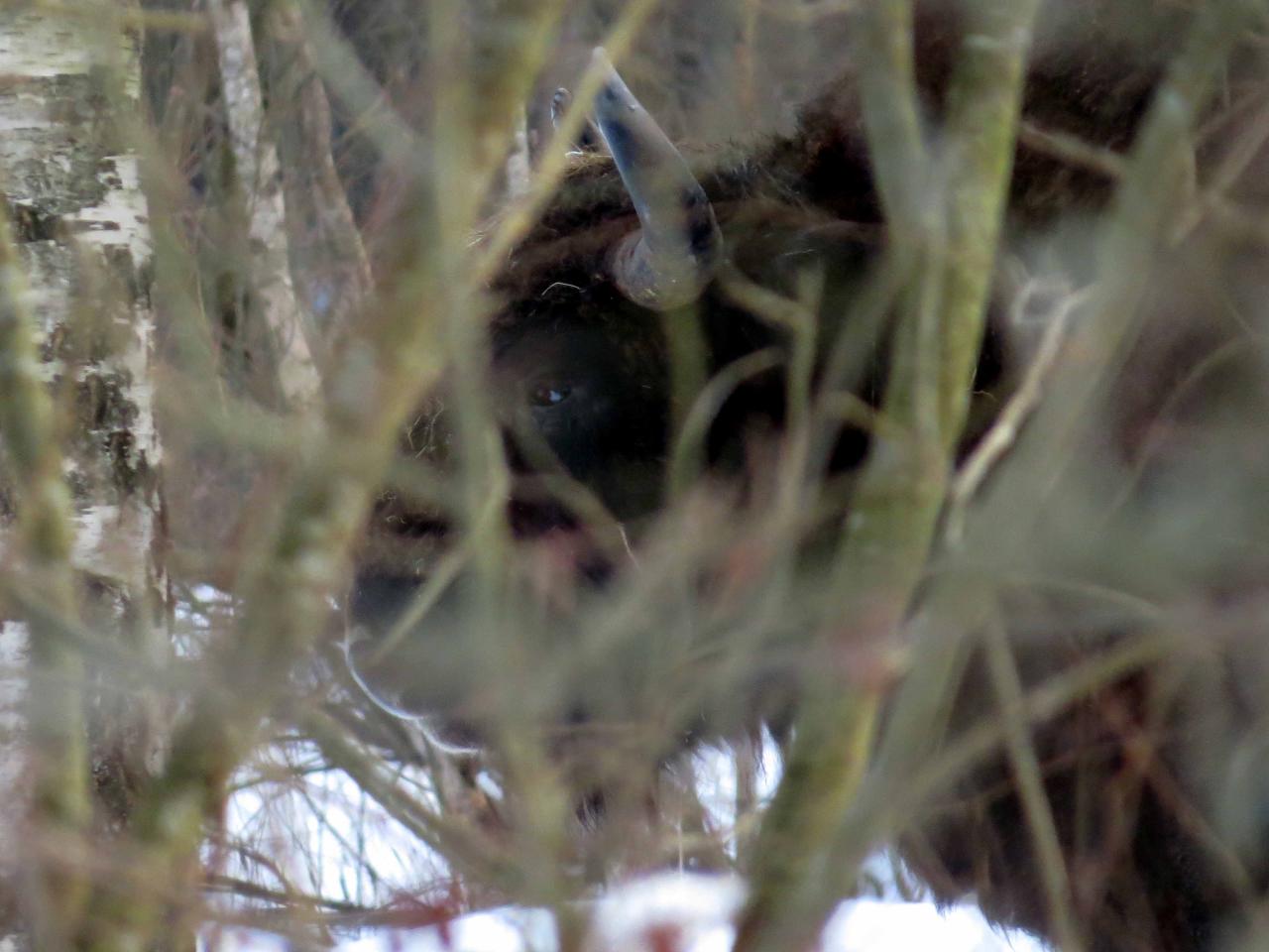 Bialowieza en hiver