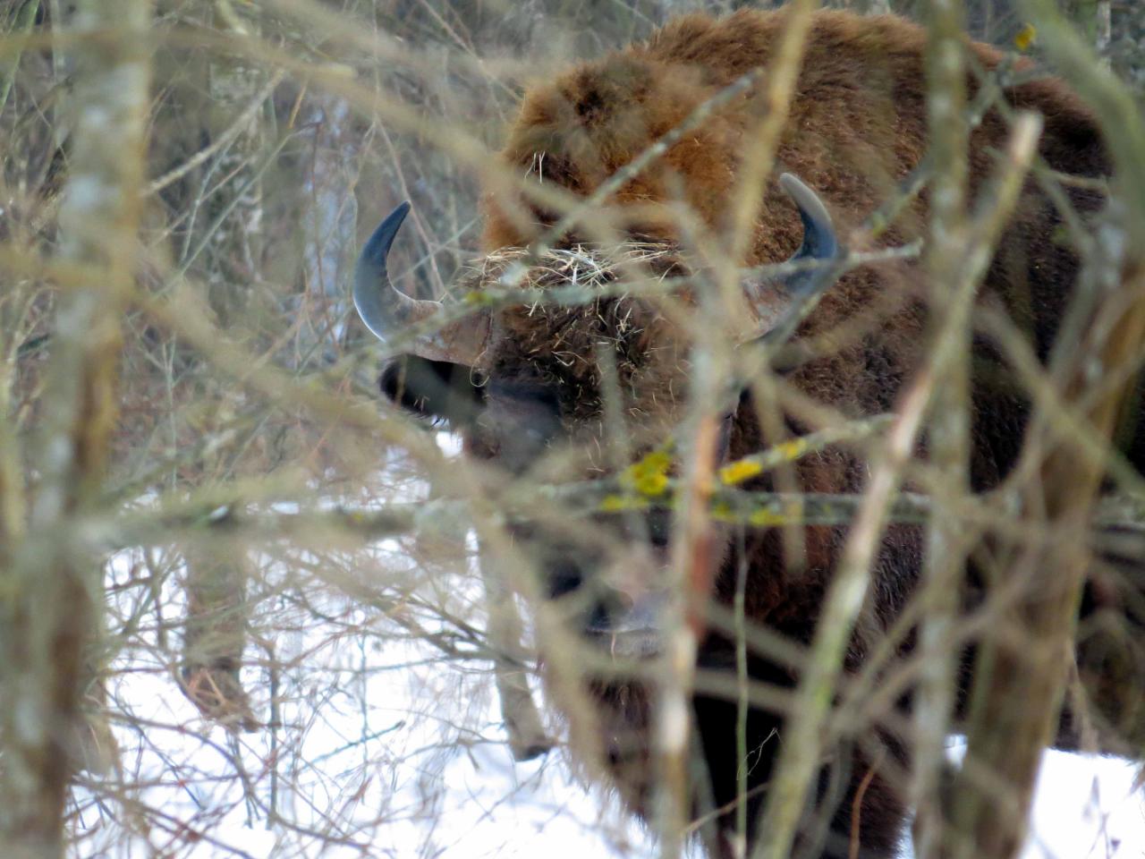 Bialowieza en hiver