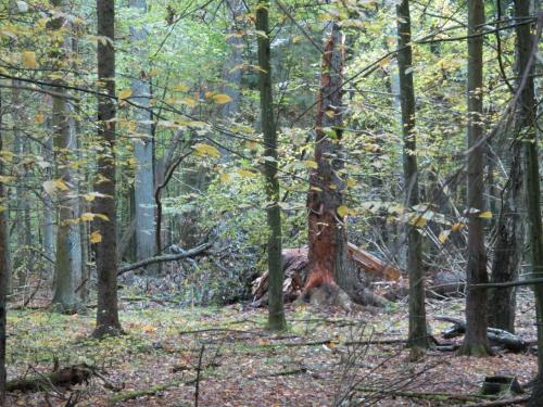 Bialowieza en automne