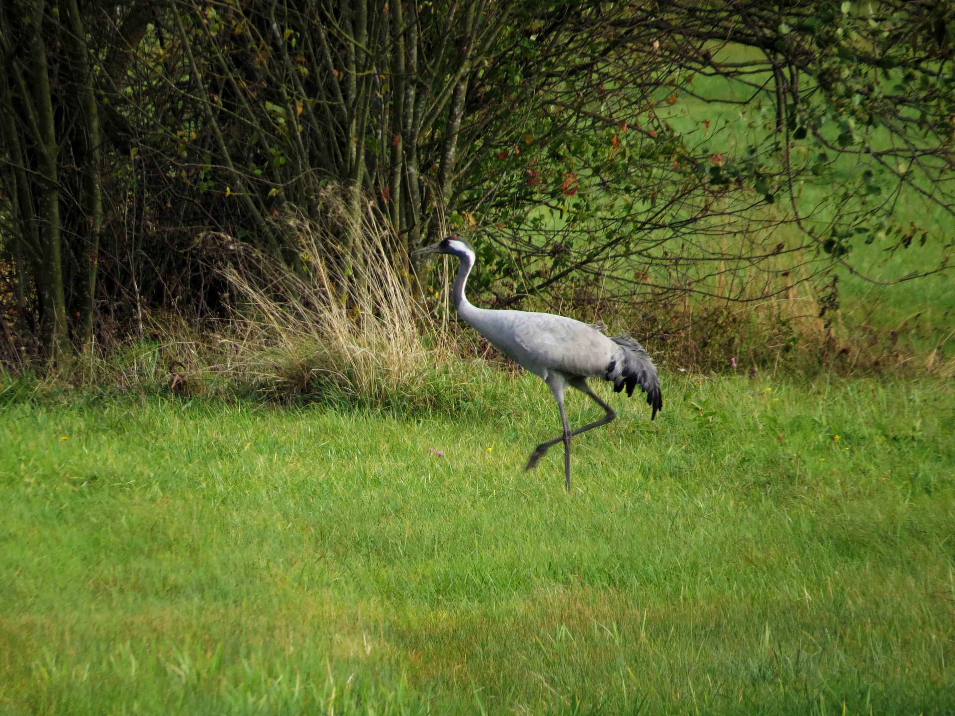 Pologne Bialowieza et Biebrza