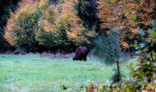 Bialowieza en automne