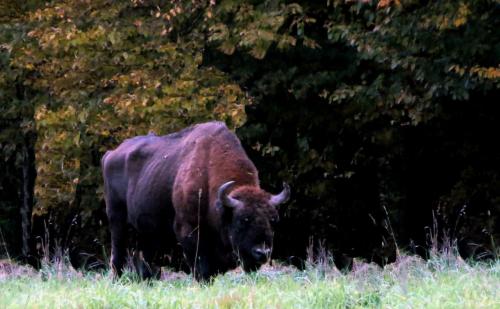 Bialowieza en automne