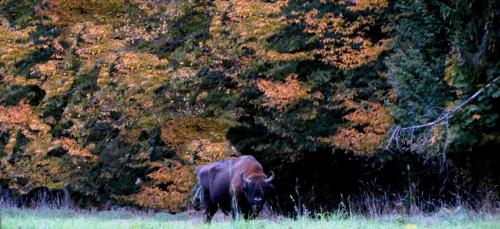 Bialowieza en automne