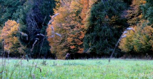 Bialowieza en automne