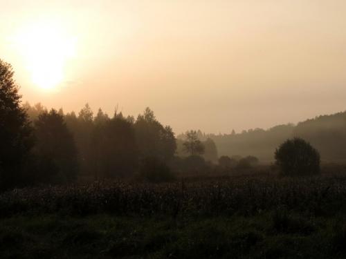 Bialowieza en automne