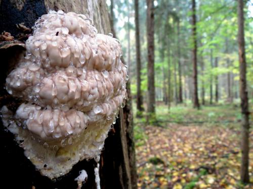 Bialowieza en automne