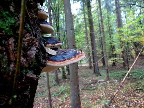 Bialowieza en automne