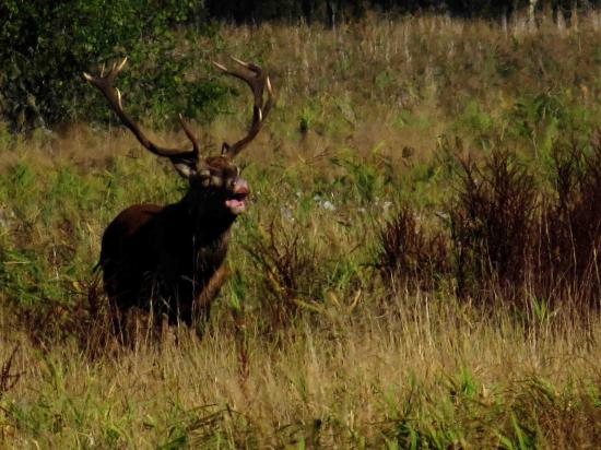 Cerf bramant Forêt Bialowieza