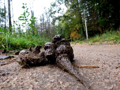 Bialowieza en automne