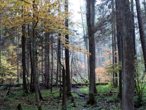 Bialowieza en automne