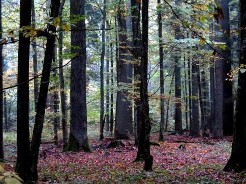 Bialowieza en automne