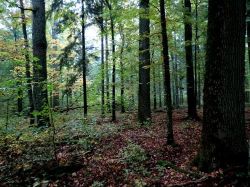 Bialowieza en automne