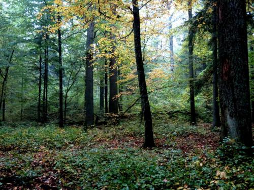 Bialowieza en automne