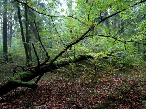 Bialowieza en automne