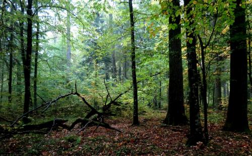 Bialowieza en automne