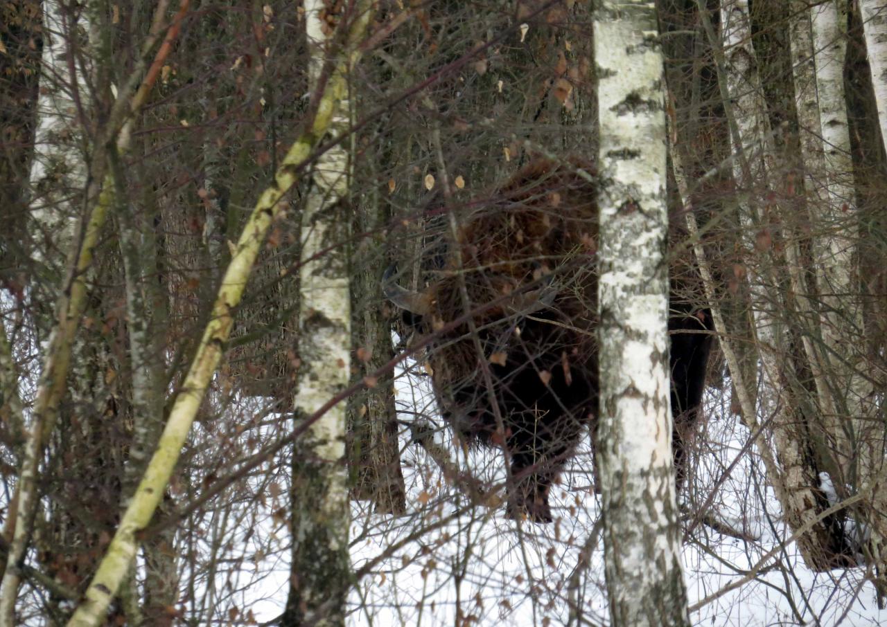 Bialowieza en hiver