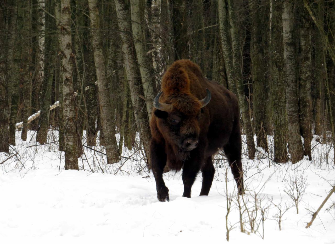 Bialowieza en hiver